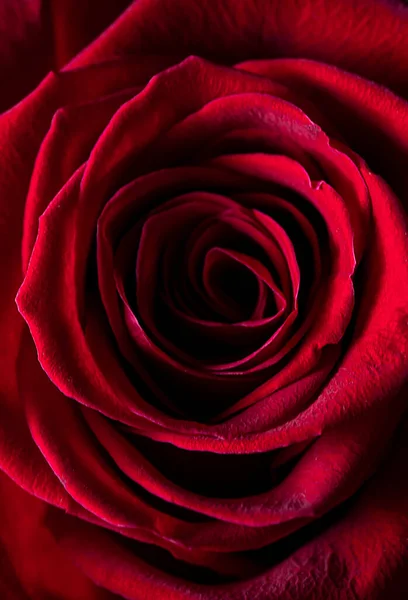 Rose Rouge Gros Plan Arrière Plan Floral Vertical Pour Fonds — Photo