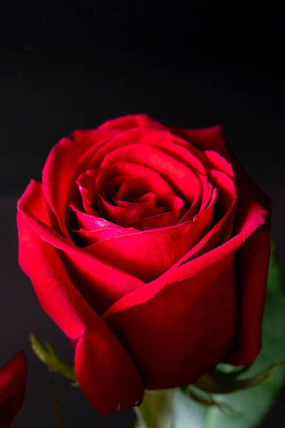 Red rose on a black background with space for text. Floral background for photo wallpaper, screen saver, banner. High quality photo The soft focus of the photo is not in sharpness.