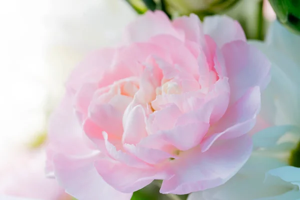 Light pink carnation. Light, delicate background for postcards, covers, story backgrounds. High quality photo Blurred photo out of focus