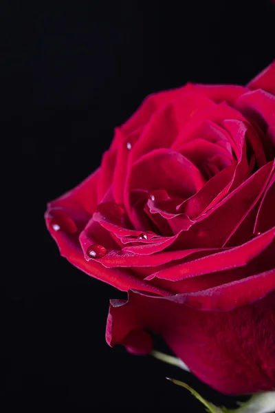 Des Gouttes Eau Sur Les Pétales Une Rose Rouge Sont — Photo