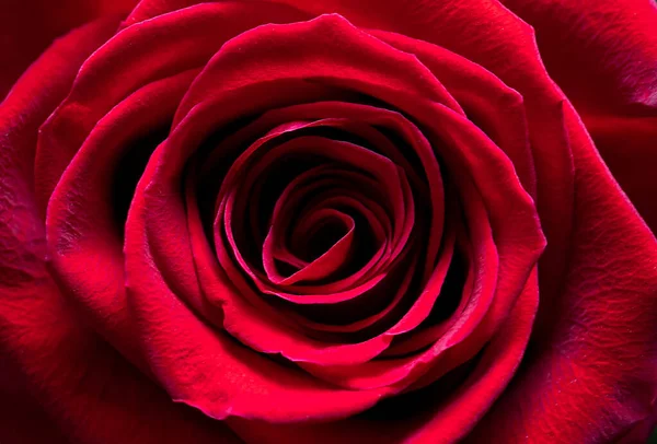 Rose Rouge Gros Plan Fond Floral Pour Papier Peint Photo — Photo