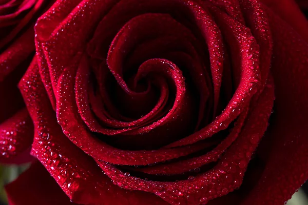 Pétales Rose Rouge Gros Plan Avec Gouttes Eau Fond Floral — Photo