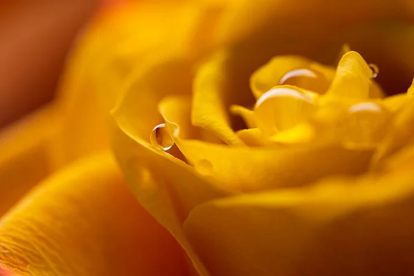 Gotas Después Lluvia Sobre Una Rosa Amarillo Naranja Macro Disparó — Foto de Stock