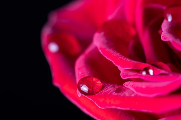 Gocce Acqua Sui Petali Una Rosa Rossa Sfocata Sfondo Floreale — Foto Stock