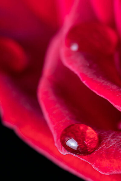Drops of water on the petals of a red rose in blur out of focus. Floral background for photo wallpaper, screen saver, banner. High quality photo The soft focus of the photo is not in sharpness.