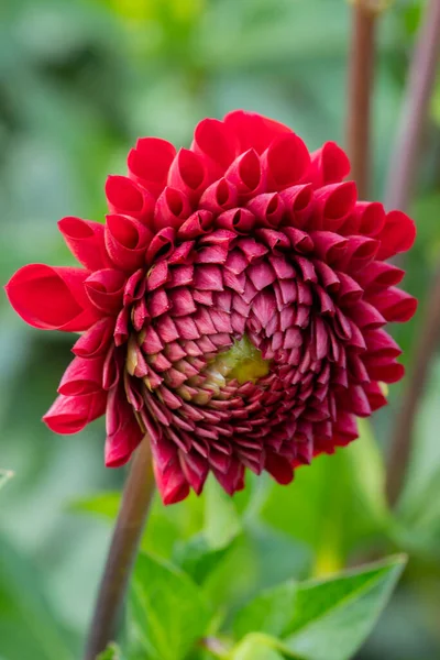 Red dahlia close up. Ideal geometry in nature. Floral vertical background for screensavers, postcards, stories. High quality photo