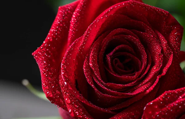 Pétales Rose Rouge Gros Plan Avec Gouttes Eau Fond Floral — Photo