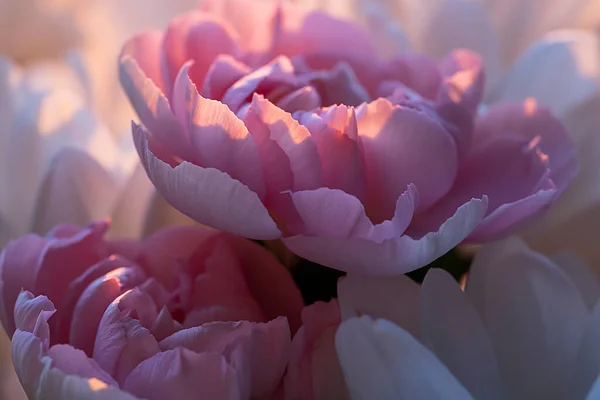 Светло Розовая Роза Горизонтальный Цветочный Фон Заставка Обои Фото Открытка — стоковое фото