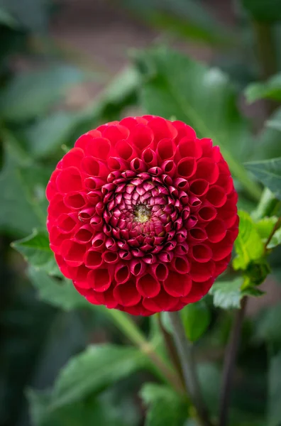 Κόκκινη Ντάλια Από Κοντά Ιδανική Γεωμετρία Στη Φύση Floral Κάθετο — Φωτογραφία Αρχείου