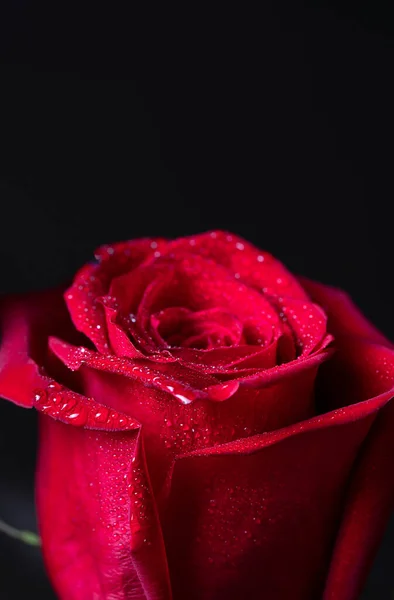 Rose Rouge Sur Fond Flou Avec Espace Pour Texte Fond — Photo