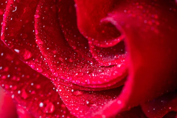Czerwone Płatki Róż Zbliżenie Kroplami Wody Kwiatowe Tło Wygaszacza Ekranu — Zdjęcie stockowe