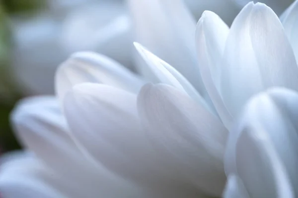 Нежные Лепестки Белой Хризантемы Крупным Планом Легкий Тонкий Фон Открыток — стоковое фото