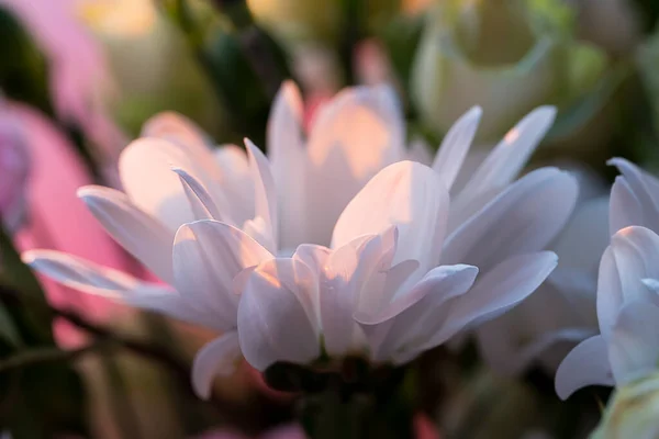 Fondo Floral Desenfoque Fuera Foco Crisantemo Blanco Fondo Ligero Delicado — Foto de Stock