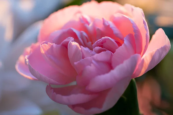Светло Розовая Роза Горизонтальный Цветочный Фон Заставка Обои Фото Открытка — стоковое фото