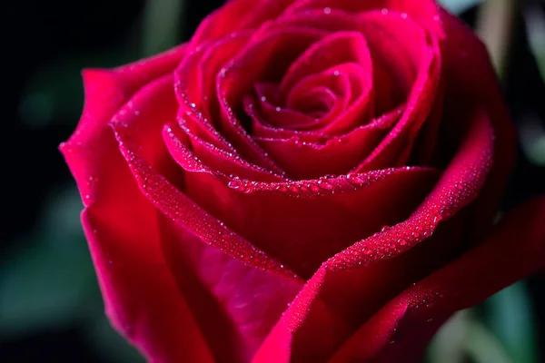Pétales Rose Rouge Gros Plan Avec Gouttes Eau Fond Floral Photos De Stock Libres De Droits