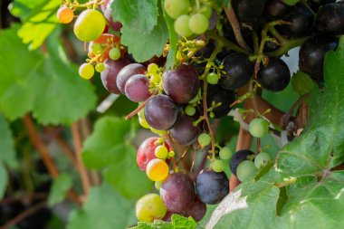 Olgunlaşan üzümlere yakın çekim. Üzümler kendi bahçelerinde yetişiyor. Sonbahar hasadı. Yüksek kalite fotoğraf