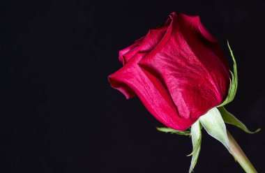 Bulanık arkaplanda kırmızı gül ve metin için boşluk. Duvar kağıdı, ekran koruyucusu ve pankart için çiçek arkaplanı. Yüksek kaliteli fotoğraf. Fotoğrafın yumuşak odağı keskinlikte değil..