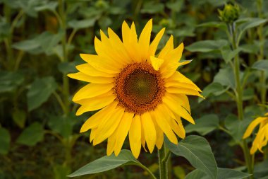 Yeşilliğin arka planına yakın plan ayçiçeği. Yüksek kalite fotoğraf
