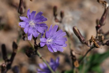 Mor bozkır çiçekleri bulanık, bulanık. Ekran koruyucular için doğal bir arka plan. Yüksek kalite fotoğraf