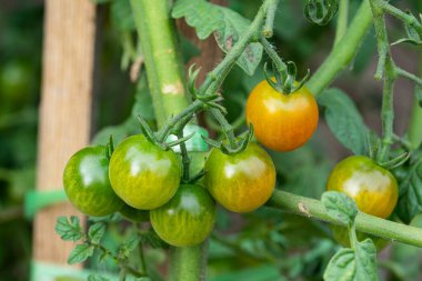 Yeşil, olgunlaşmış kiraz domatesli bir dal. Bahçemizde sebzeler yetişiyor. Yüksek kalite fotoğraf
