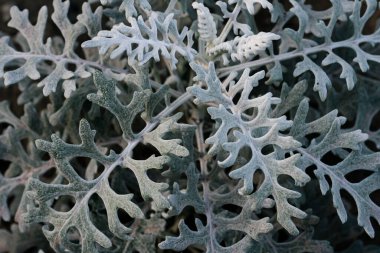 Cineraria gümüşü yakın plan. Çiçek arkaplan. Peyzaj bitkileri. Yüksek kalite fotoğraf