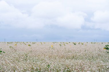 Kazakistan 'da çiçekli karabuğday tarlası. Bazı yerlerde ayçiçekleri görülebilir, çünkü ayçiçekleri yakınlarda. Yüksek kalite fotoğraf