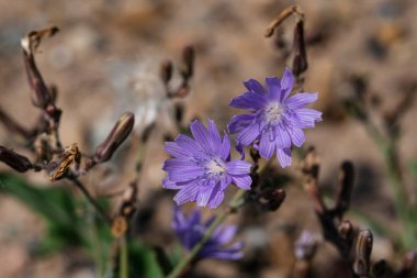 Mor bozkır çiçekleri bulanık, bulanık. Ekran koruyucular için doğal bir arka plan. Yüksek kalite fotoğraf