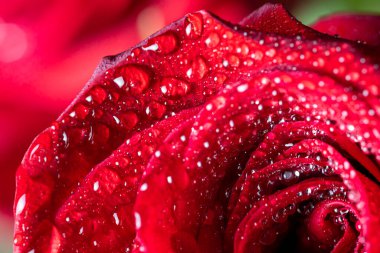 Su damlaları olan kırmızı gül yaprakları. Ekran koruyucu için çiçekli arka plan, duvar kağıtları, Sevgililer Günü için kartpostallar, doğum günü, düğün günü. Yüksek kalite fotoğraf
