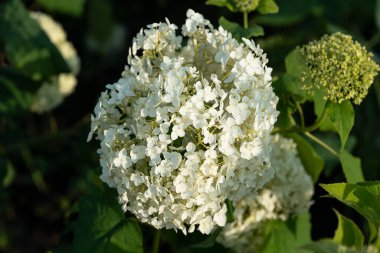 Yeşil arka planda beyaz küçük çiçekler yaz çiçekleri. Yüksek kalite fotoğraf
