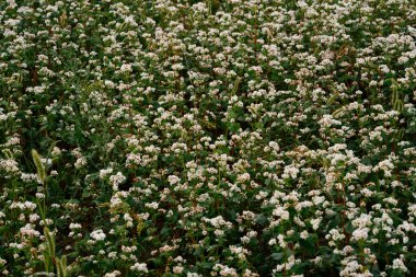 Ağustosta karabuğday tomurcuklanıyor. Dikey çiçek arkaplanı. Yüksek kalite fotoğraf