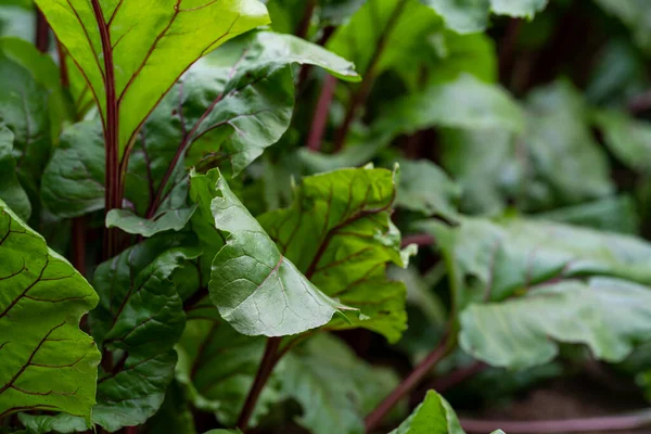 stock image Tops of beets growing in the garden. Harvesting in the fall from your own garden. High quality photo