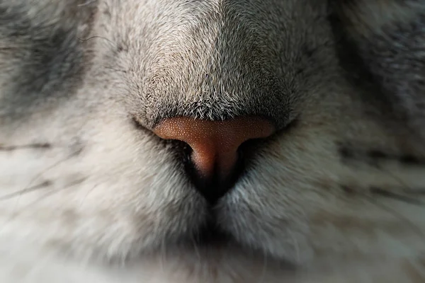 Közelkép Egy Macska Orráról Kiváló Minőségű Fénykép — Stock Fotó