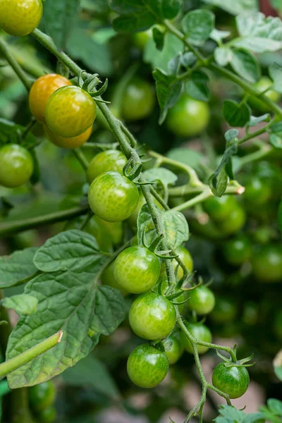 stock image A branch with green, ripening cherry tomatoes. Vegetables grown in our own garden. High quality photo