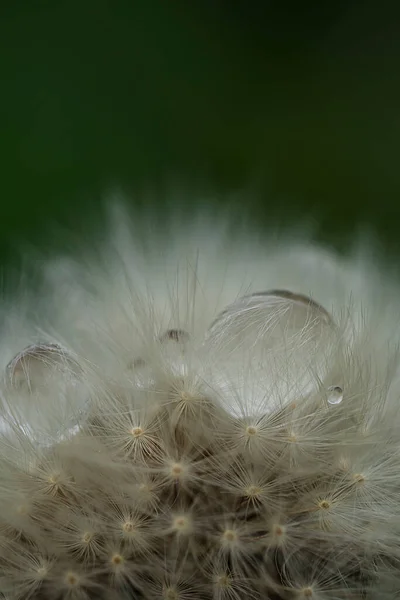 Dandelion seeds with raindrop close up. Vertical floral background, screensaver, photo wallpaper, postcard, background for stories. High quality photo