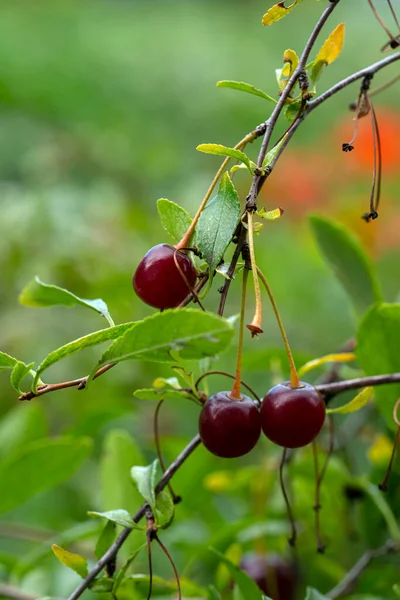 Ripe Cherry Branch Vertical Natural Background High Quality Photo — Stock Photo, Image