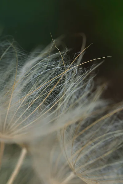 Dandelion seeds close up. Vertical floral background, screensaver, photo wallpaper, postcard, background for stories. High quality photo