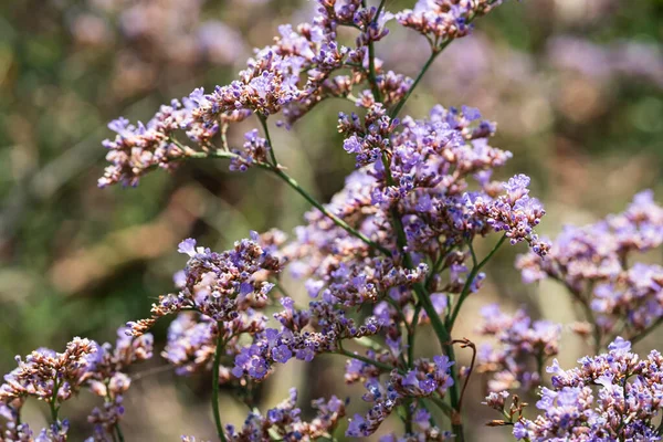 stock image Violet small steppe flowers in blur, out of focus. Natural background for screensavers. High quality photo