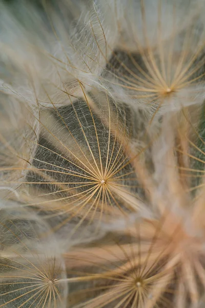 Dandelion seeds close up. Vertical floral background, screensaver, photo wallpaper, postcard, background for stories. High quality photo Blurred photo out of focus