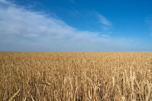 stock image Wheat field on a sunny day. Field before harvest. Vertical background. High quality photo