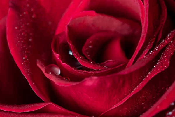 Des Gouttes Eau Sur Les Pétales Une Rose Rouge Sont — Photo