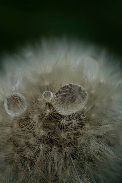 Dandelion seeds with raindrop close up. Vertical floral background, screensaver, photo wallpaper, postcard, background for stories. High quality photo Blurred photo out of focus