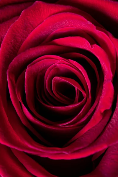 Close-up of red rose petals. Floral background for stories, screensavers, wallpapers. High quality photo