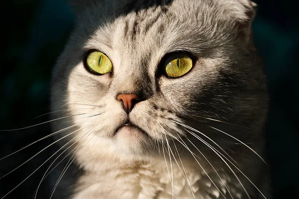 Ojos Cercanos Gato Adulto Escocés Plegado Foto Alta Calidad — Foto de Stock