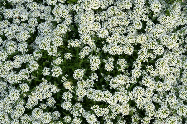 Fleurs Blanches Verveine Arrière Plan Floral Vertical Pour Papier Peint — Photo
