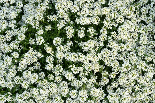 White vervain flowers. Vertical floral background for screen wallpaper, stories. High quality photo