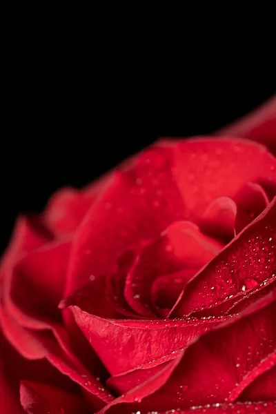 Gros Plan Des Pétales Rose Rouge Fond Floral Pour Les — Photo