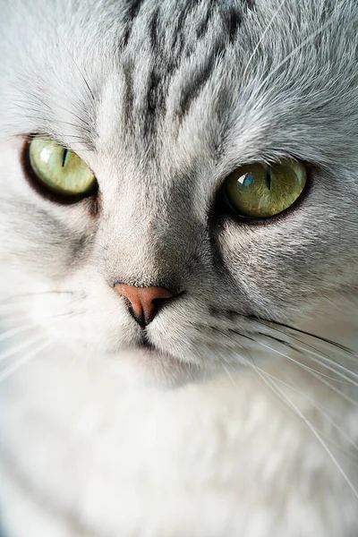 Крупним Планом Очі Дорослої Шотландської Складчастої Кішки Високоякісна Фотографія — стокове фото
