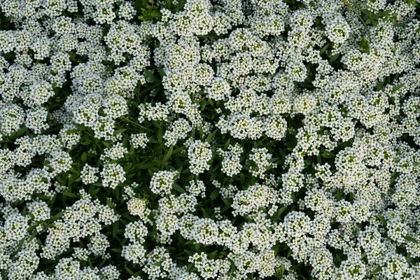 White vervain flowers. Vertical floral background for screen wallpaper, stories. High quality photo