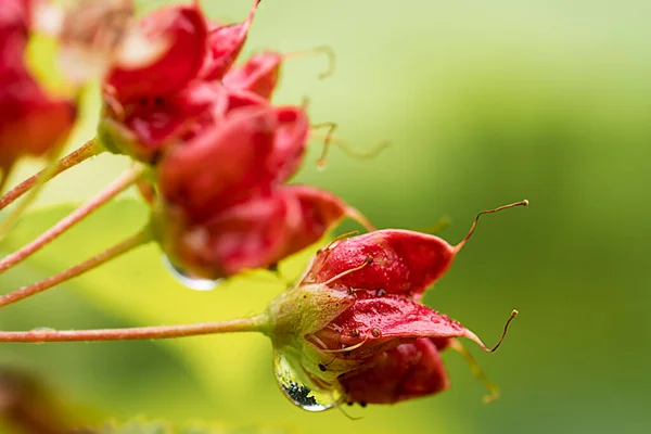 Czerwone Małe Kwiaty Kroplami Deszczu Gałęzi Drzewa Kwiatowe Tło Letnie — Zdjęcie stockowe