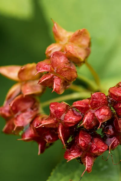Pequenas Flores Vermelhas Com Gotas Chuva Galho Árvore Fundo Verão — Fotografia de Stock